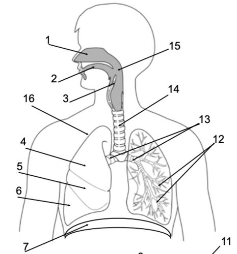 <p>What is structure 7?</p>
