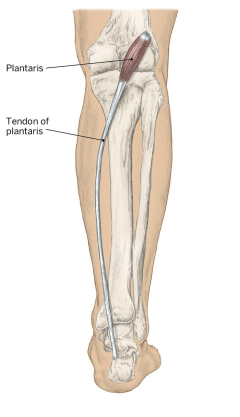 <p>Action: Weak plantar flexion of the ankle and flexion of the knee</p><p>Origin: lateral supracondyle line of the femur</p><p>Insertion: calcaneus by calcaneal tendon</p>