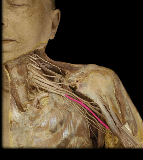 <p>What nerve is this</p>