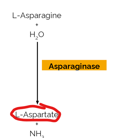 <p>what does asparaginase do </p>