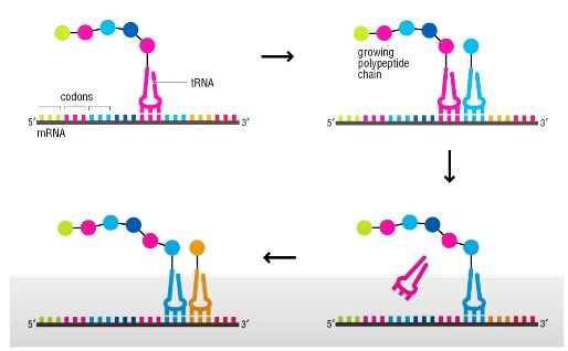 <p>Sequential addition of amino acids during translation.</p>