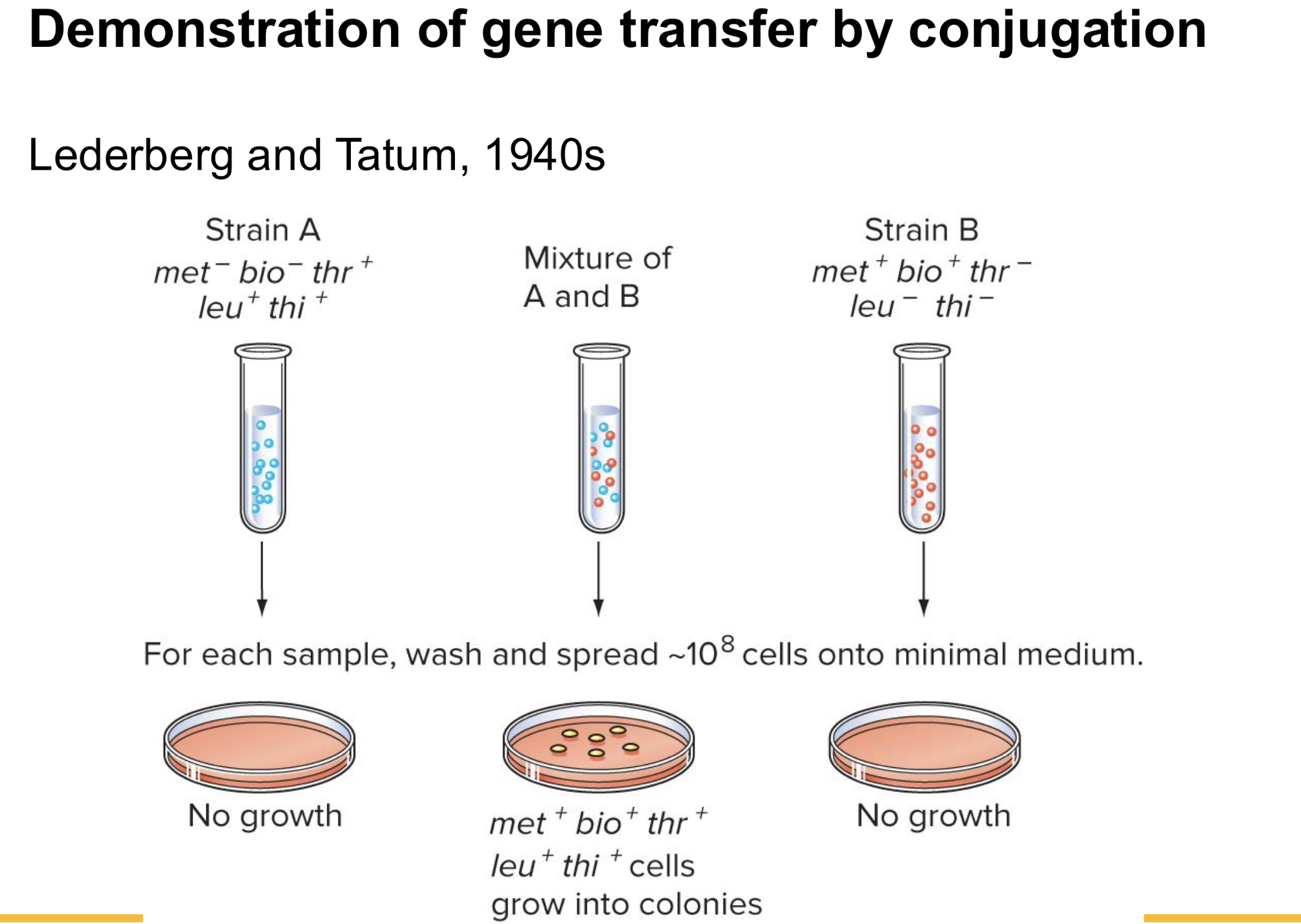 <p>Experiment found that if they mixed cells together that had different capabilities, could transfer capabilities btwn them</p>
