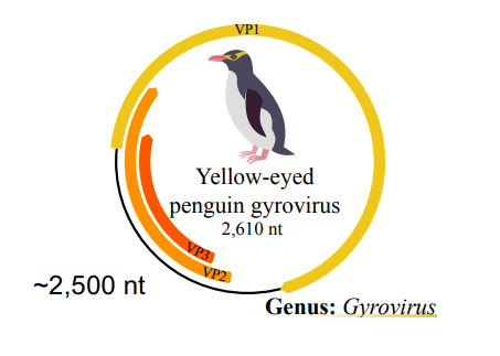 <p>Many viruses will have overlapping reads or coding sequences. This is to maximise the amount of proteins they can synthesize with the same space in a genome. RNA viruses will contain very few non-coding RNA sequences. Even large DNA viruses will have most of the non-coding sequences important transcription signals like promoters, termination signals and functional RNA molecules.</p>