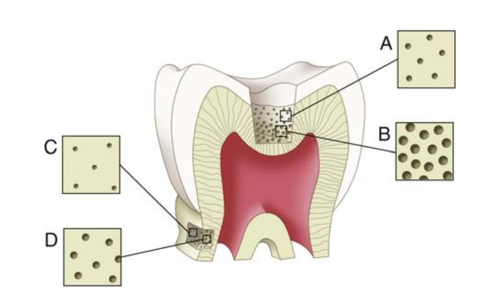 <p>The number and diameter of the tubules increase from DEJ to the pulp</p>