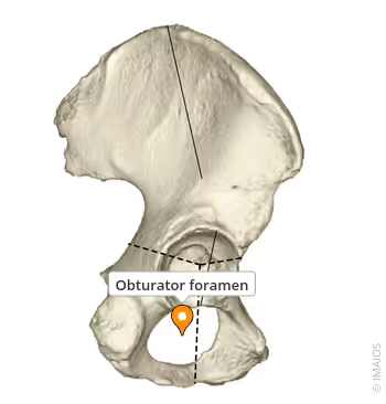 <p>the <strong>dorsal and ventral rims</strong> of the <strong>obturator foramen </strong></p><p><strong>and insert on the proximal femur</strong></p>