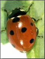 <p>Identify the insect, <strong>order</strong>, and mouthparts</p>