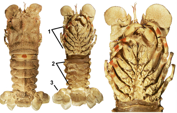 <p>taxa</p><p>label numbers</p>