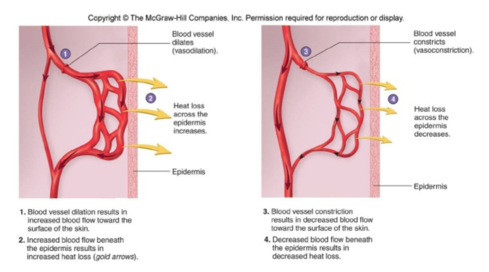 <p>Increased blood flow towards the surface of the skin (dissipates heat).</p><p></p><p>Blood localization is used both within and outside of the thermoneutral range.</p><p><strong>(Keep this in mind for HW problems).</strong></p>