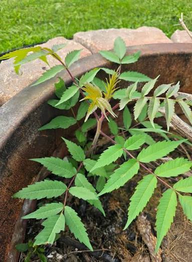 <p>Staghorn sumac</p>
