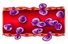 <p>• Cells leave the blood stream</p><p>• Cells become thin, elongated, and stick to the vessel walls (pavementing)</p><p>• The cells then squeeze out between the endothelial cells of the capillaries (margination)</p>