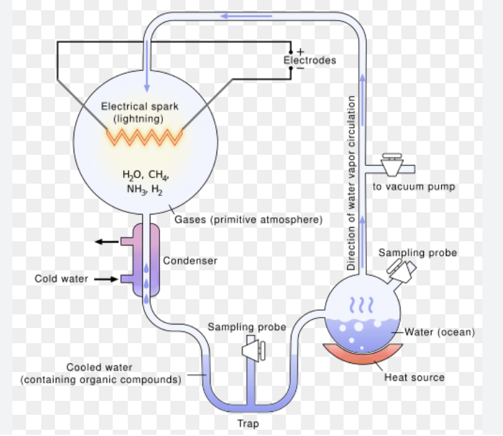 <p>The Miller Urey experiment proved that life on earth did not arise from inorganic compounds, but organic compounds did. They did an experiment to mimick early life on earth. </p><p>The water in the globe was heated by fire to mimic the hot ocean (due to UV rays) of earth at that time. Water evaporated up to the gas chamber, which was filled with inorganic gasses found on early earth like CO2, H2, NH3, etc. There was also an electrical spark ignited for energy (as chemical reactions need energy to occur) which mimicked the lightning on earth at this time. Then, the products (if any) from this reaction travelled down a condenser to mimic rainfall, and were trapped in the little dip at the bottom. This process continued for about a week, when they extracted the cooled liquid at the bottom and found amino acids & other organic compounds. </p>