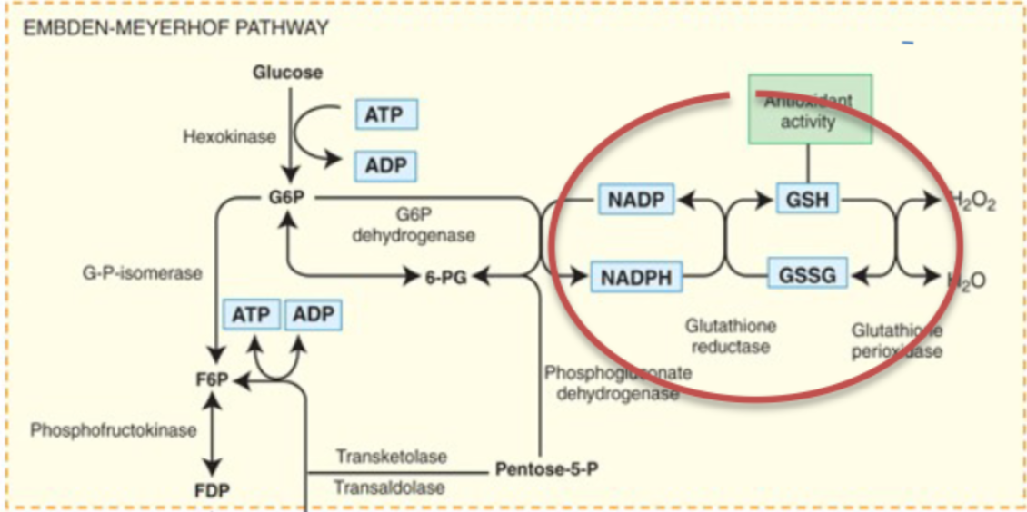 <p>90-95% of cell’s glucose consumption is metabolized by this pathway</p><p>glucose metabolized by this pathway to lactate or pyruvate = net gain of 2 moles of ATP per mole of glucose</p><ul><li><p>if NADH is available in the cell, pyruvate is reduced to lactate</p></li><li><p>lactate or pyruvate formed is transported from cell to plasma and metabolized elsewhere in body</p></li></ul><p>ATP necessary to maintain erythrocyte shape, flexibility, and membrane integrity and to regulate intracellular cation concentration</p><p><strong>glycolysis generates NADPH, reduces glutathione and protects cell from oxidative injury</strong></p><ul><li><p>keep iron in Hb in the oxidated state (Fe 2+) and prevent hemoglobin iron from reducing (Fe3+) because <strong>in reduced state, iron CANNOT carry oxygen</strong></p></li></ul><p></p>