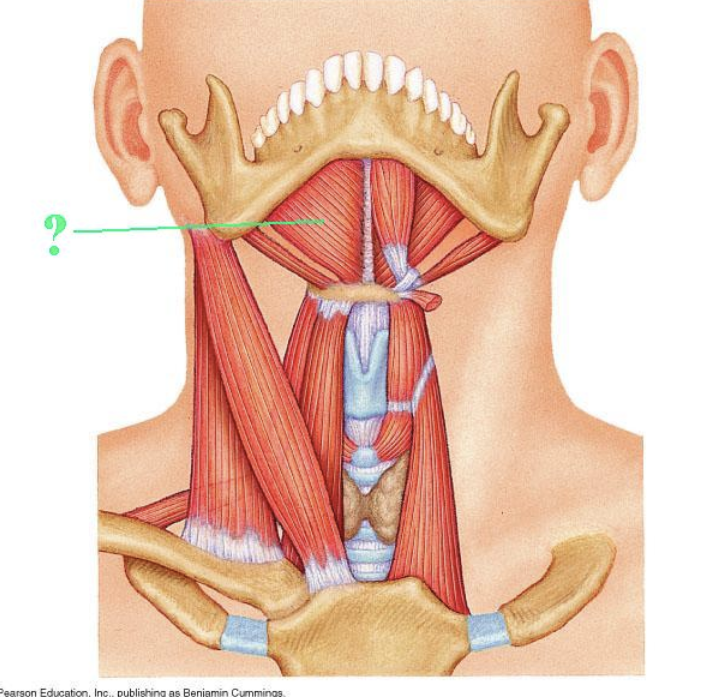 <p><span>Identify the indicated muscle.</span></p>