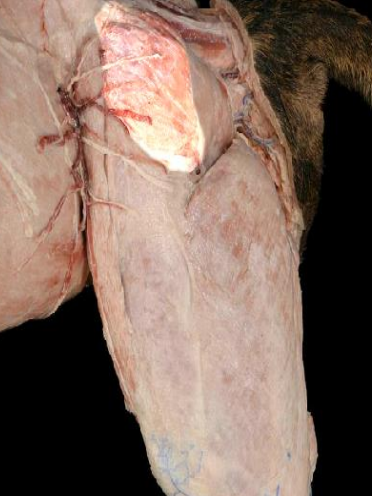 <p>Large egg-shaped muscle that lies cranial to the superficial gluteal muscle and caudal to the tensor fascia late; fibers are directed caudoventrally to its insertion on the femur</p>