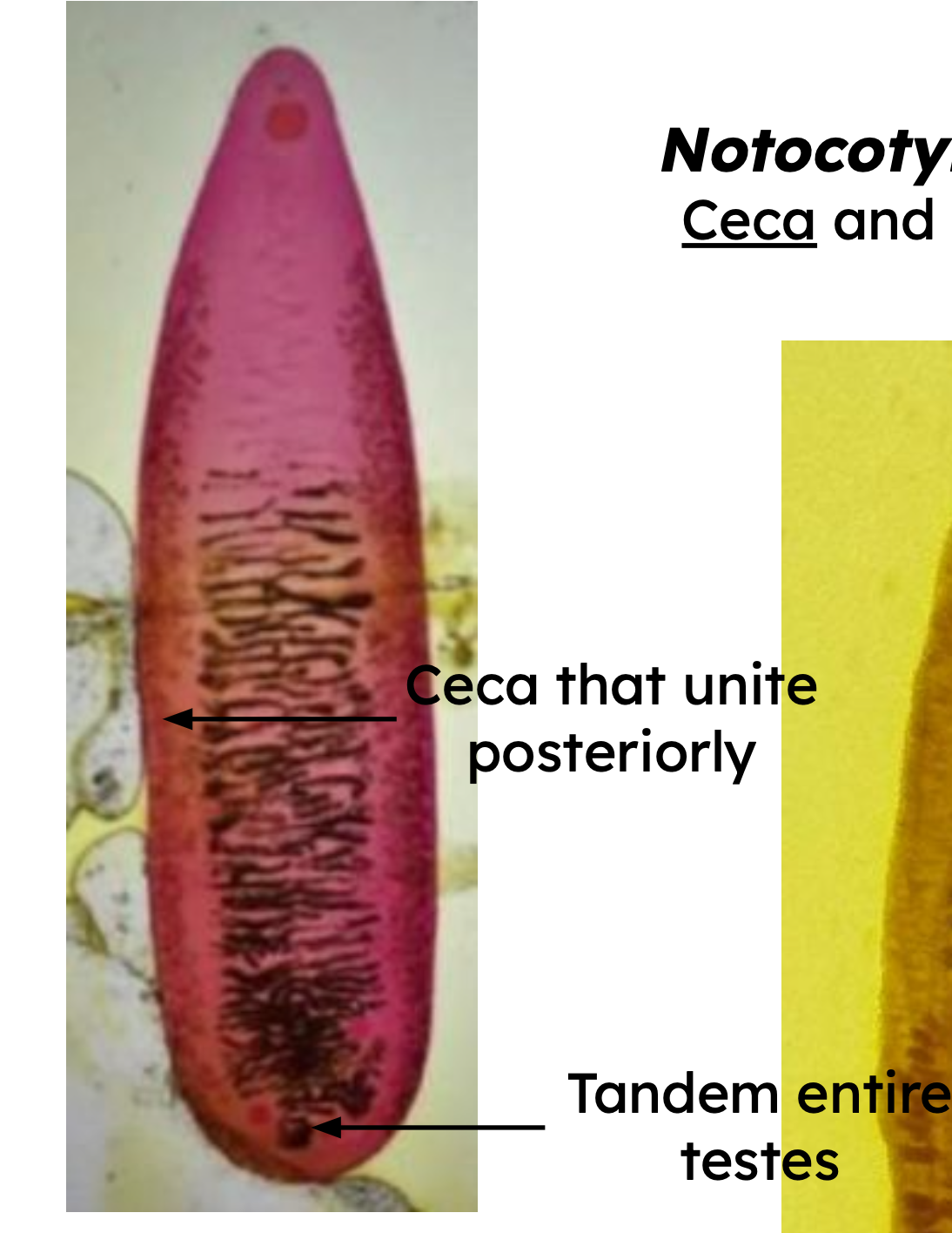 <p>Identification:</p><p>Common name:</p><p>Organ loc:</p><p>Intermediate Host:</p><p>Definitive Host:</p><p>Family:</p>