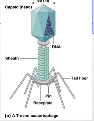 <p>The function of T even tall fibers is</p>