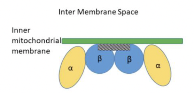 <ul><li><p>enzyme complex that catalyzes the last 3 steps in beta-oxidation</p><ul><li><p>bound to inner-mitochondrial membrane</p></li></ul></li></ul><p></p>