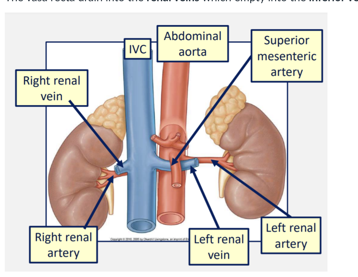 <p><span>The <strong>renal arteries</strong> are two large branches of the <strong>abdominal aorta </strong>that arise just below the level of L1.</span><br><span>These divide into afferent arterioles which feed into the glomeruli.</span></p><p><span>Efferent arterioles run from the glomeruli and wrap around the nephron.</span></p><p><span>Around the loop of Henle these are called the vasa recta.</span></p><p><span>The vasa recta drain into the <strong>renal veins </strong>which empty into the<strong> inferior vena cava</strong>.</span></p><p></p>