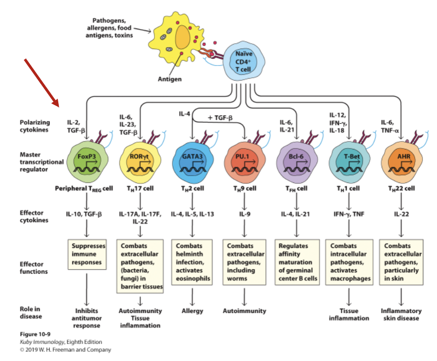 <p>Type of T<sub>REG<sup>:</sup></sub></p><ul><li><p>Can also be generated in the periphery following Ag induction (_ cells) in the presence of retinoic acid, TGFβ, and IL-2</p></li><li><p>Still engage Ag-MHC class II complexes through TCR, Downregulate responses when they do so</p></li></ul><p></p>