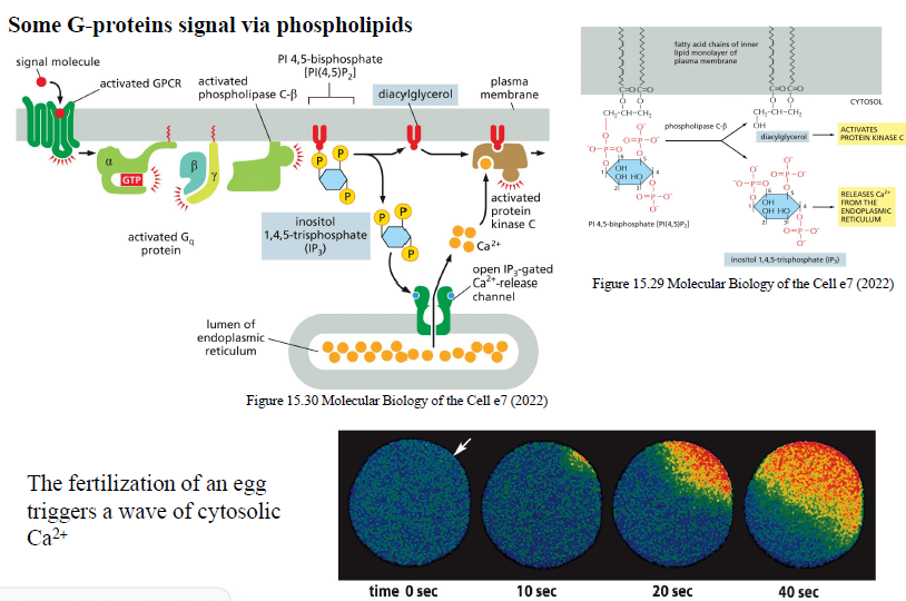 <ol><li><p>GPCR aktiverer Gq</p></li><li><p>Gαq aktiverer phospholipase C-β (PLCβ)</p></li><li><p>PLCβ kløver PIP2 til:</p><ul><li><p>DAG</p></li><li><p>IP3</p></li></ul></li><li><p>IP3 åbner Ca²⁺-kanaler i ER</p></li><li><p>Cytosolisk Ca²⁺ stiger</p></li><li><p>DAG + Ca²⁺ aktiverer protein kinase C (PKC)</p></li></ol><p></p>