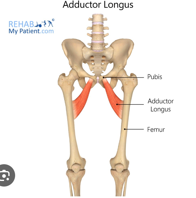 <p>long</p><ul><li><p>example: adductor longus (a long muscle that draws a body part (arm, leg, finger, or thigh) toward the midline of the body)</p></li></ul><p></p>