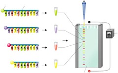 <p>1) Using ddNTP's (no -OH on C-3)</p><p>2) DNA polymerase</p><p>3) dNTPS</p><p>DNA sequencing in which ddNTP's randomly add and terminate sequence. Then can separate by gel electrophoresis and read ddNTP ends for sequence.</p>