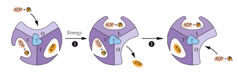 <p>what is the open conformation of an alpha-beta pair in the F<sub>1</sub> complex</p>