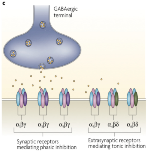 <p>found in different parts of the brain - even on the same neuron (just in different locations)</p><ul><li><p>e.g alpha(1,2,3) beta gamma â synaptic receptors mediating phasic inhibition </p></li><li><p>e.g alpha5 beta gamma + alpha(4,6) beta theta â extrasynpatic receptors mediating tonic inhibition </p></li></ul><p></p>
