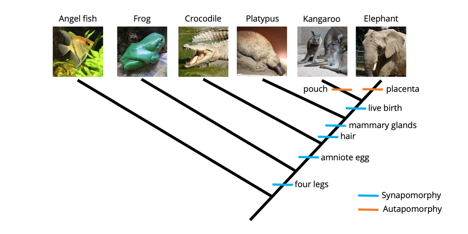 <p>Which organism is closest to the ancestor? Which organism is closest to the elephant?</p>