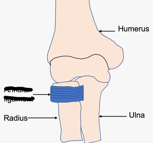 <p>What Elbow Ligament?</p>
