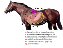 <p>TRUE- the abdomen pushes the diaphragm cranially and invades</p>