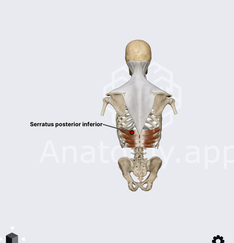 <p><span>Serratus Posterior Inferior — Blood Supply?</span></p>