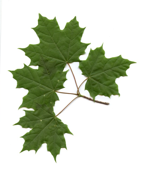 term image