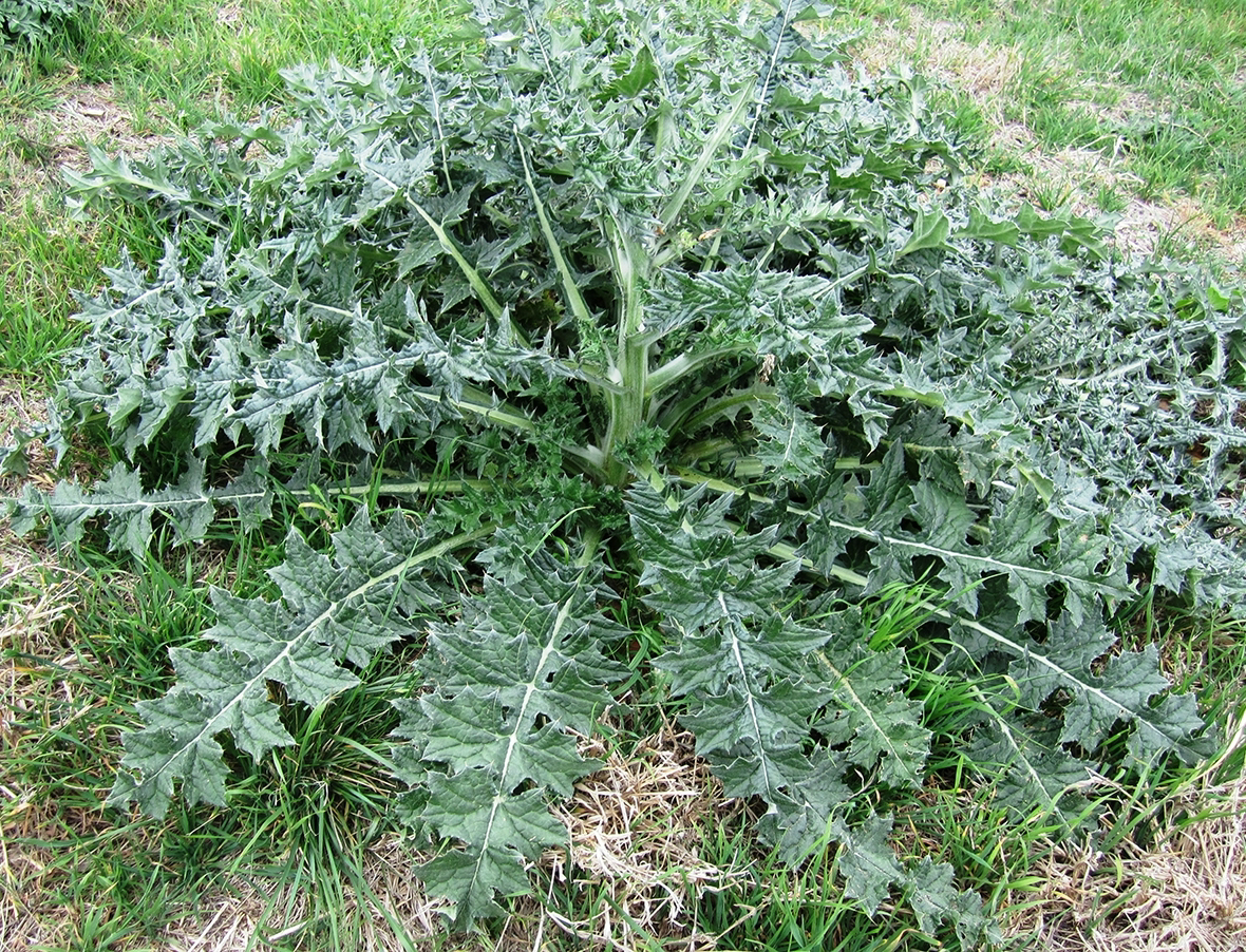 <p>Identify the weed</p>