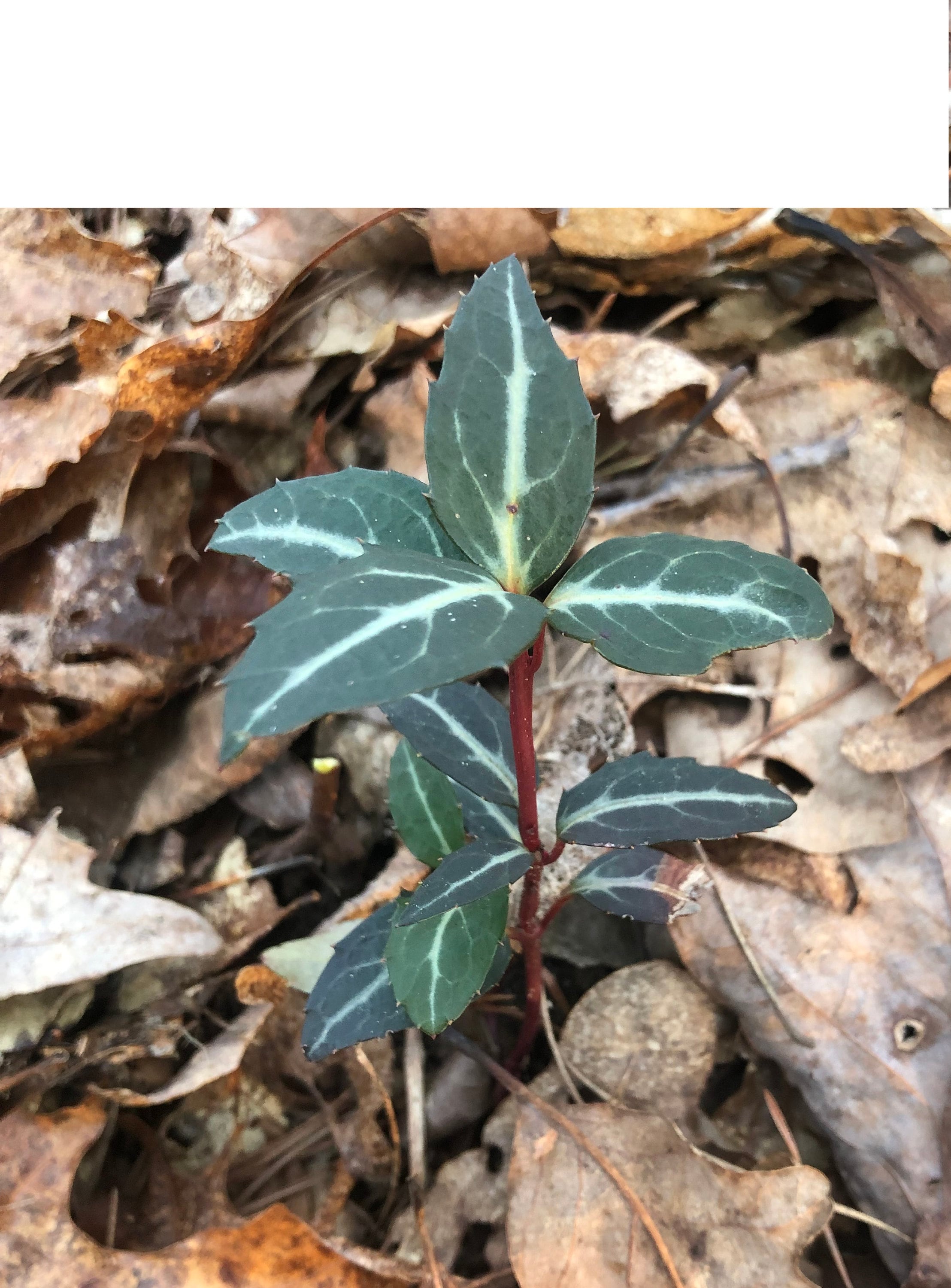 <p>Ericaceae <em>Chimaphila maculata</em></p>