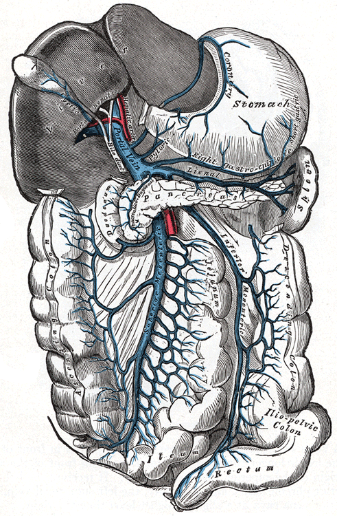 <p>Hepatic portal system (veins) contains:</p>