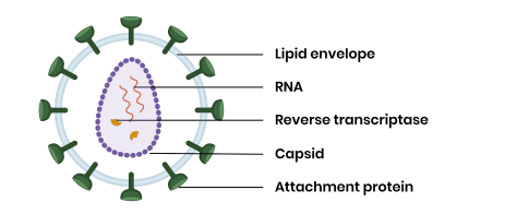 <ul><li><p class="ds-markdown-paragraph">Lipid envelope.</p></li><li><p class="ds-markdown-paragraph">Attachment proteins.</p></li><li><p class="ds-markdown-paragraph">Capsid.</p></li><li><p class="ds-markdown-paragraph">RNA.</p></li><li><p class="ds-markdown-paragraph">Reverse transcriptase.</p></li></ul><p></p>