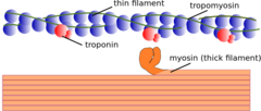 <p>actin and myosin</p>