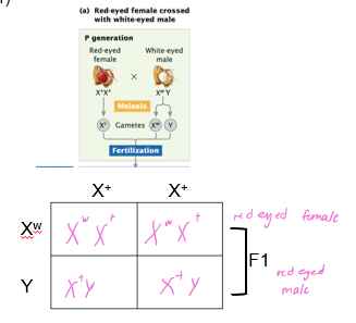 <p>recessive but we have to consider the biological sex since this gene is carried on the sex chromosomes</p>