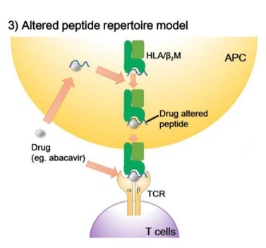 <p>Altered peptide repertoire model</p><ul><li><p>drug alters the conformation of self-peptide → the altered HLA-self-peptide complex is recognised as foreign by T cells</p></li></ul><p>.</p><p>Abacavir</p><p>• screening for HLA-B*57:01 prior to prescription</p><p>o high prevalence (~ 8%) in Caucasians</p><p>.</p><p>Extra notes to help with understanding:</p><p>The lecturer explained that in the altered peptide repertoire model, a drug changes the shape of a self-peptide, so the HLA-self-peptide complex is recognised as foreign by T cells. Abacavir is used as the example. Patients should be screened for HLA-B*57:01 before prescription. If someone is positive, the appropriate clinical decision is to avoid abacavir and use another drug, because life-threatening hypersensitivity is likely.</p>