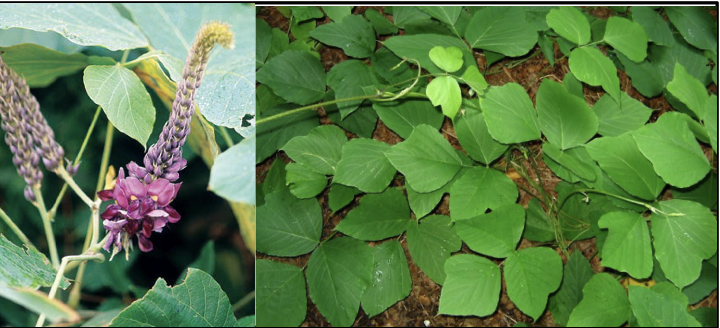 <p>Family<br>Genus<br>Species<br>Common Name</p>