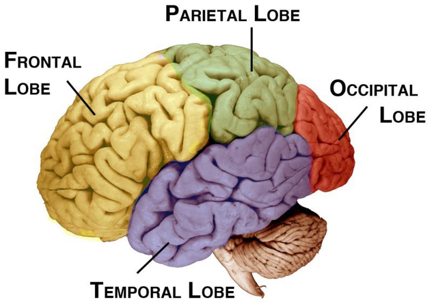 <p>- the true core of the nervous system</p><p>- receives information from the senses and makes sense out of it, makes decisions, and sends commands out to the muscles and the rest of the body</p>