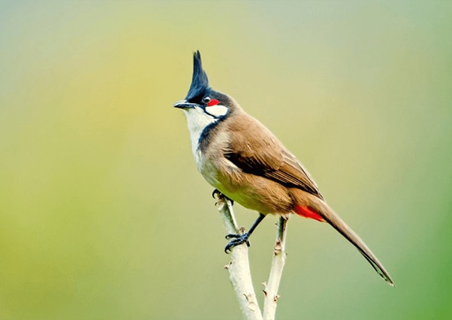 <p>Red-whiskered bulbul</p>