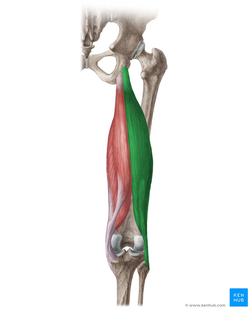 <p><span style="background-color: transparent;">Ischial tuberosity, linea aspera / fibula head, lateral condyle tibia Tibia/fibula: flexion; Thigh: extension, lateral rotation</span></p>