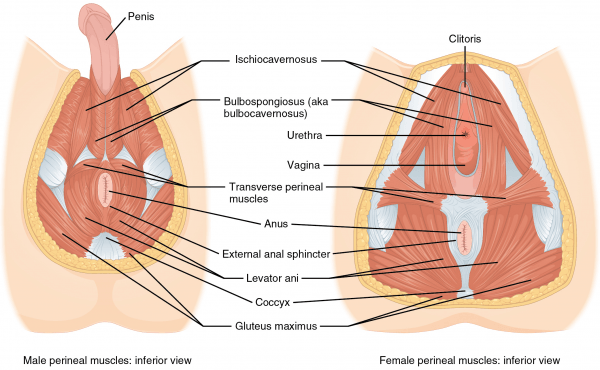 <p>superficial transverse perineal muscle</p>