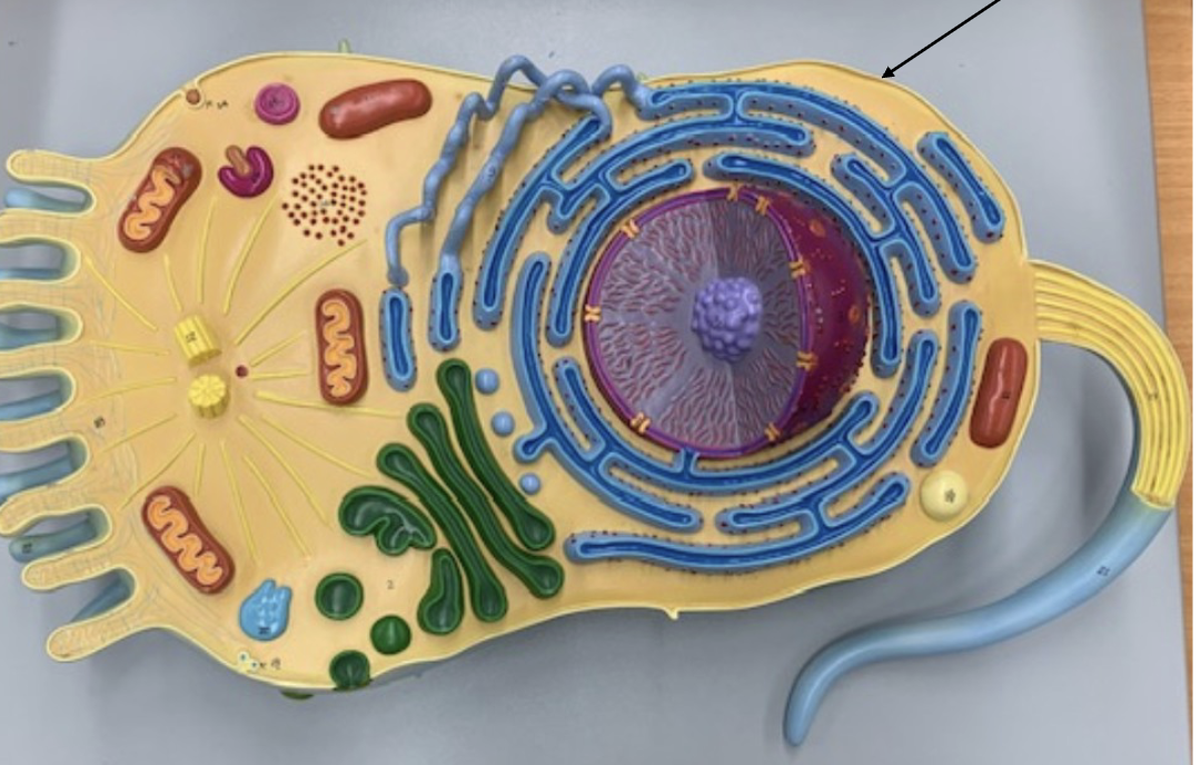 <p>What Organelle is this ?</p>
