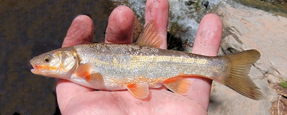 <p>Medium sized. Large head, terminal mouth, deeply forked tail, and orange breeding males</p>