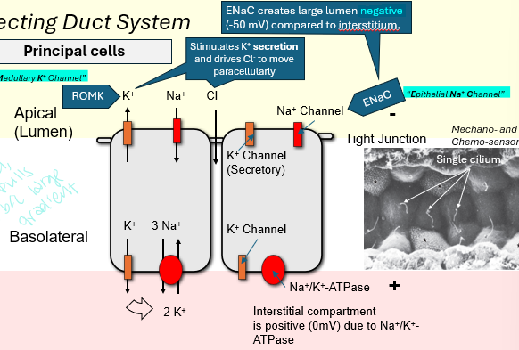 <p>Collecting duct cells responsible for sodium and water reabsorption and potassium secretion, cilium, microvilli and small mitochondria, 60% of cells in CCD </p>