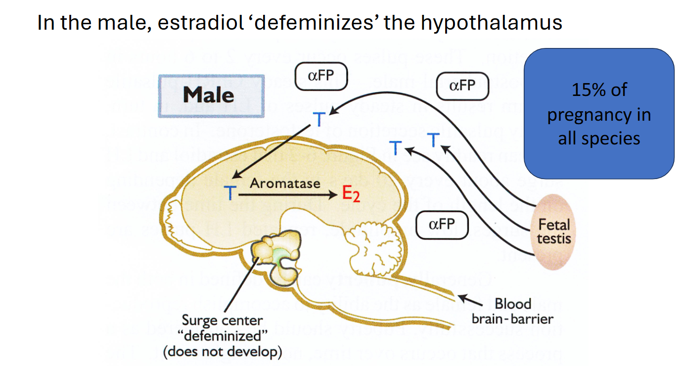 <p>Describe testosterones role in defeminization</p>
