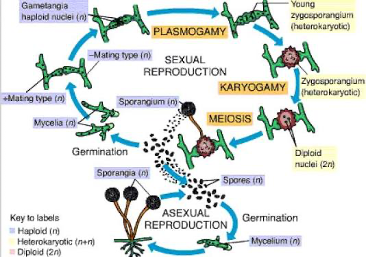 <p>asexual (more common): sporangia form at end of mycelium (n), produces haploid spores, spore bursts</p>